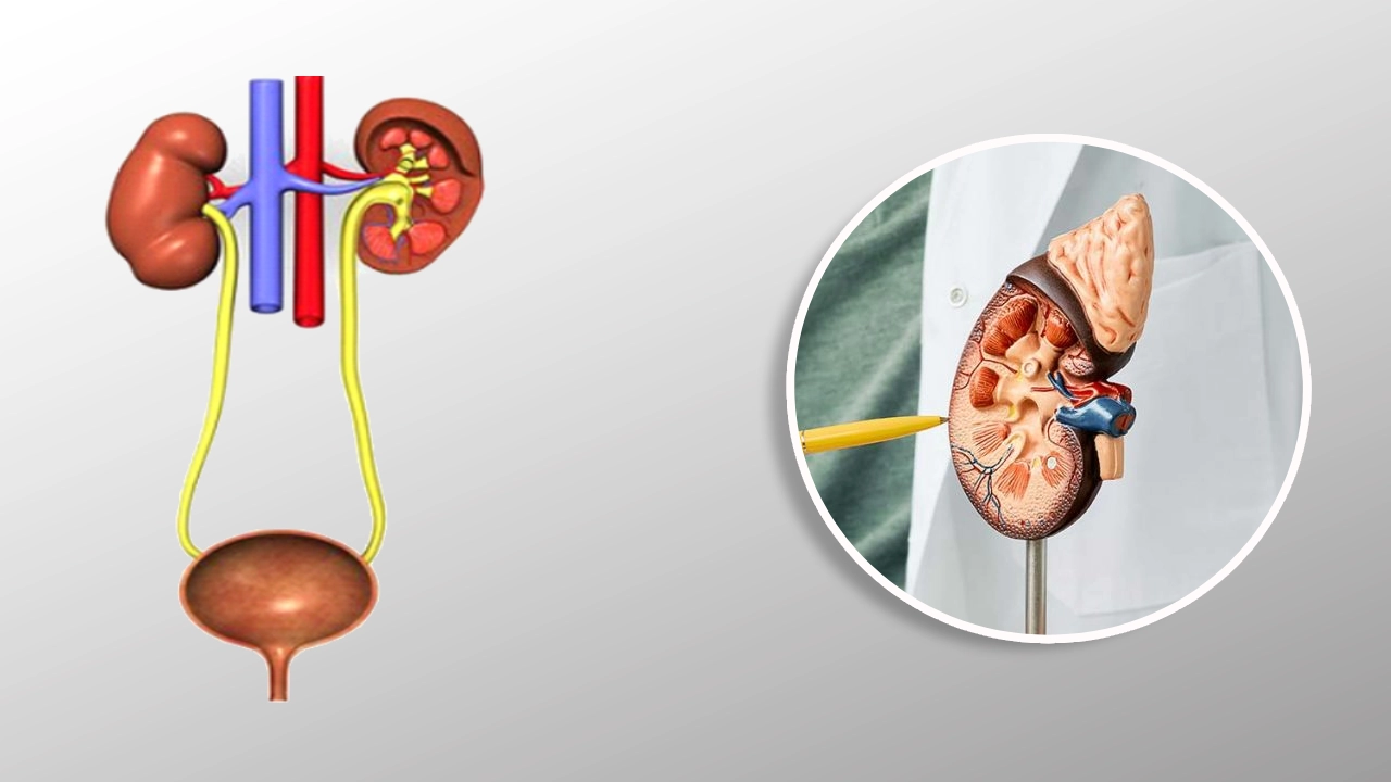 urology-treatment-chennai-coimbatore